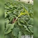 Şampiyon F1 Sırık Hıyar Fidesi