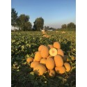 Ballıca F1 Galia Tipi Kavun Fidesi
