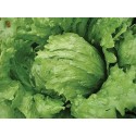 Bombola Iceberg Marul Fidesi