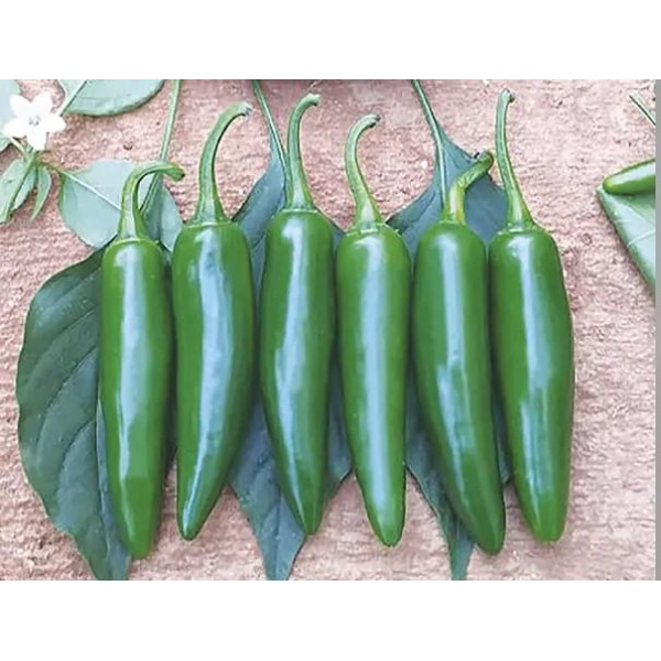 Cancan F1 Jalapone Biber Fidesi