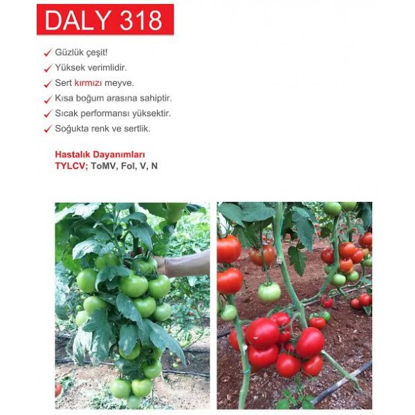 Daly F1 Sırık Domates Fidesi