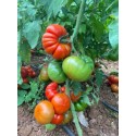 Davinci F1 Köy Domatesi Fidesi