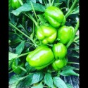 Ergenekon F1 Dolma Biber Fidesi