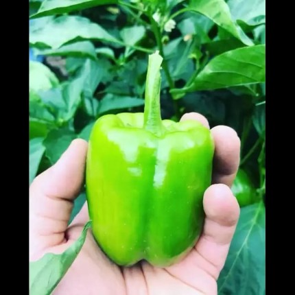 Ergenekon F1 Dolma B...