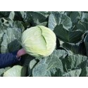 Fieldglory F1 Beyaz Lahana Fidesi