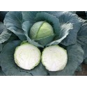 Fieldglory F1 Beyaz Lahana Fidesi