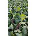 Fieldglory F1 Beyaz Lahana Fidesi