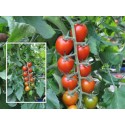 Fordenty F1 Kokteyl Domates Fidesi
