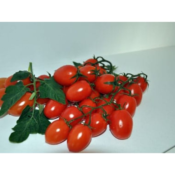 Fordenty F1 Kokteyl Domates Fidesi