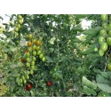 Fordenty F1 Kokteyl Domates Fidesi