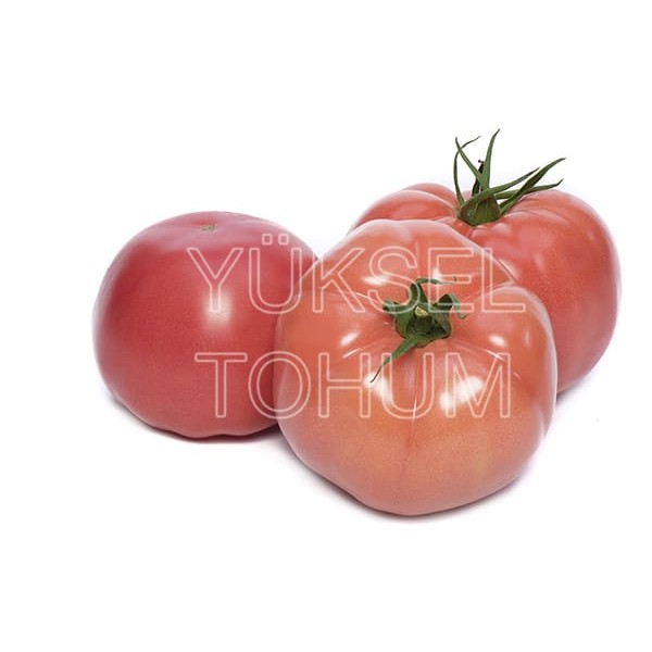 Gülpembe F1 Pembe Domates Fidesi