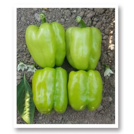 Kandil Dolma Biber F...