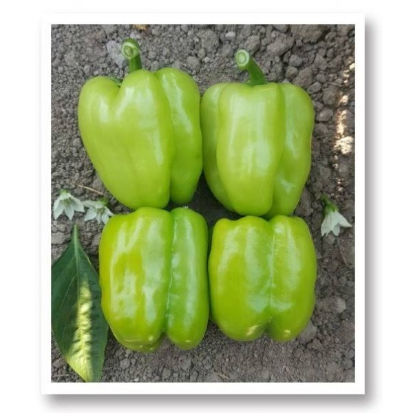 Kandil Dolma Biber Fidesi