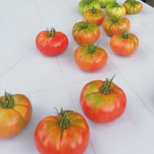 Köylüm F1 Köy Domatesi Fidesi
