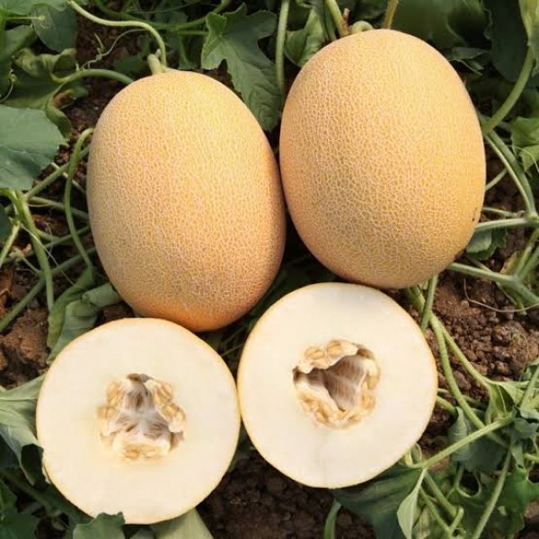 Lokum F1 Ananas Tipi Kavun Fidesi