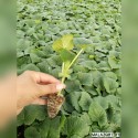 Malazgirt F1 Sırık Hıyar Fidesi