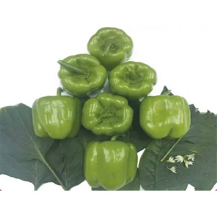 Oylum F1 Dolma Biber...