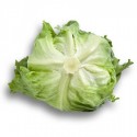 Paulonas RZ Iceberg Marul Fİdesi