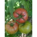 Pink Star F1 Pembe Domates Fidesi