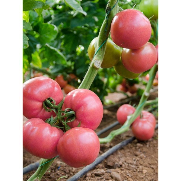 Pink Star F1 Pembe Domates Fidesi