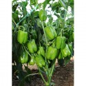 Sumo F1 Dolma Biber Fidesi