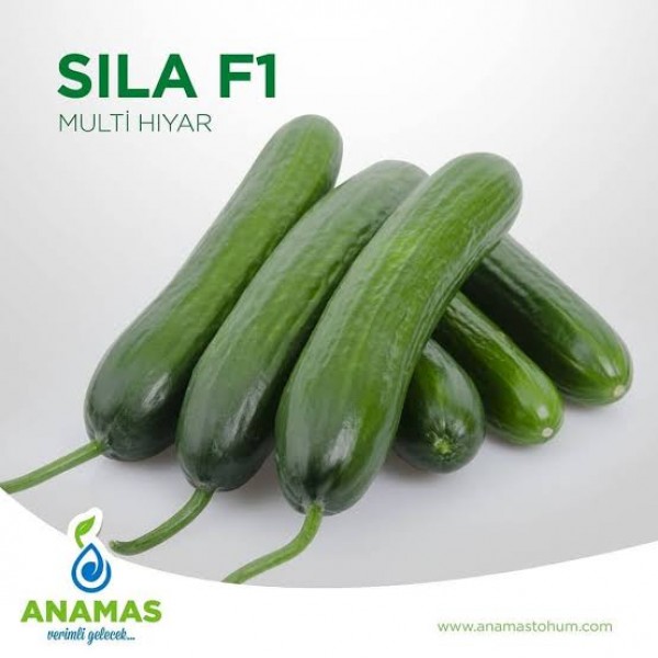 Sıla F1 Sırık Hıyar Fidesi