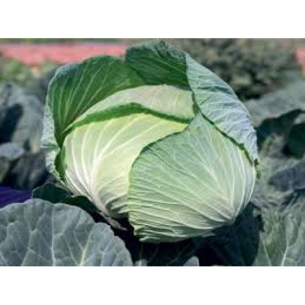 Tamarindo F1 Beyaz Lahana Fidesi