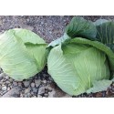 Tamarindo F1 Beyaz Lahana Fidesi