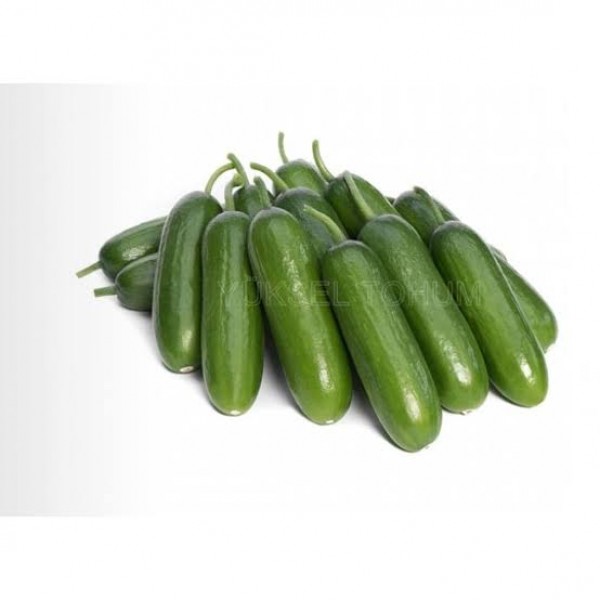 Uçar F1 Silor Hıyar Fidesi