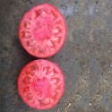 Verda F1 Pembe Domates Fidesi
