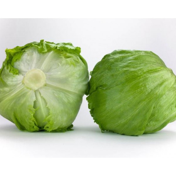 Vernalia Iceberg Marul Fidesi