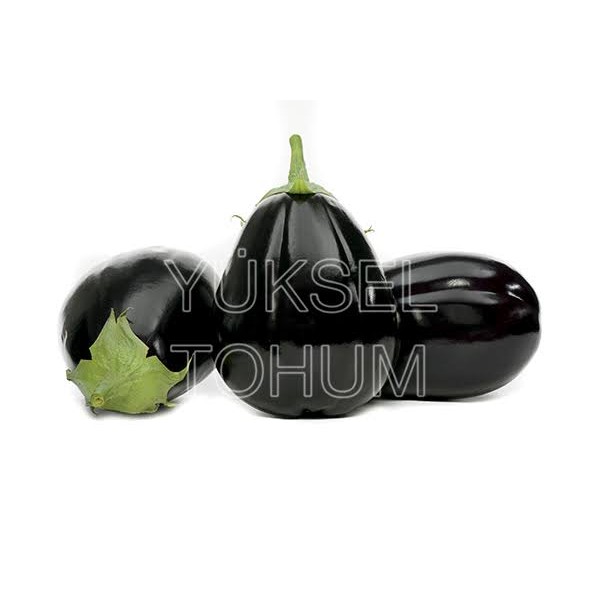 Vezir F1 Top patlıcan Fidesi