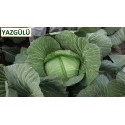 Yazgülü F1 Beyaz Lahana Fidesi
