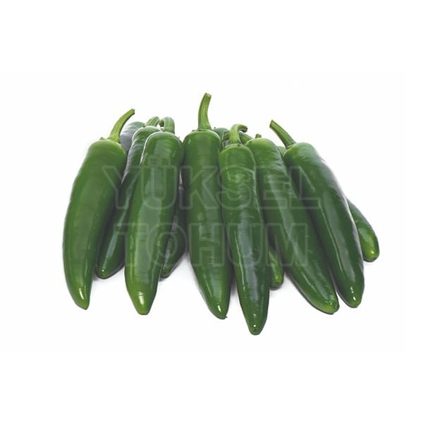 Yetkin F1 Jalapeno Biber Fidesi